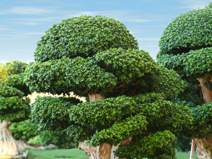 True Blue Tree Service LLC - Klamath Falls, Oregon - Ornamental Tree Trimming True Blue Tree Service LLC - Klamath Falls, Oregon - Ornamental Tree Trimming