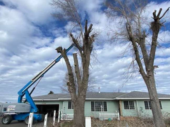 Contact True Blue Tree Service True Blue Tree Service LLC - Klamath Falls, Oregon - Contact us