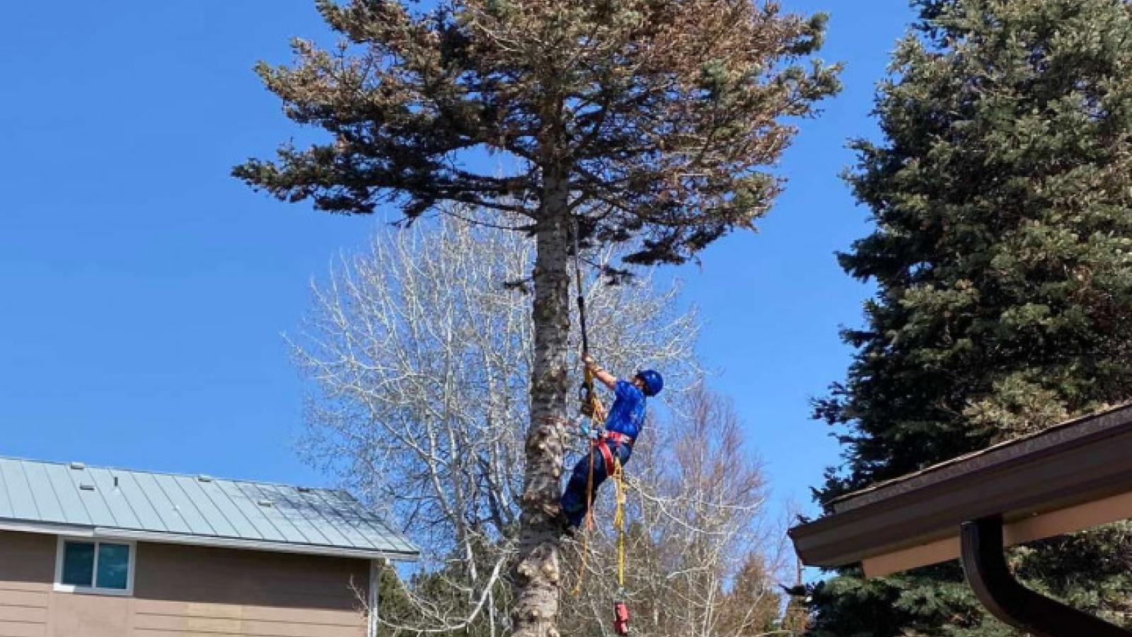 True Blue Tree Service LLC - Klamath Falls, Oregon - Tree Trimming